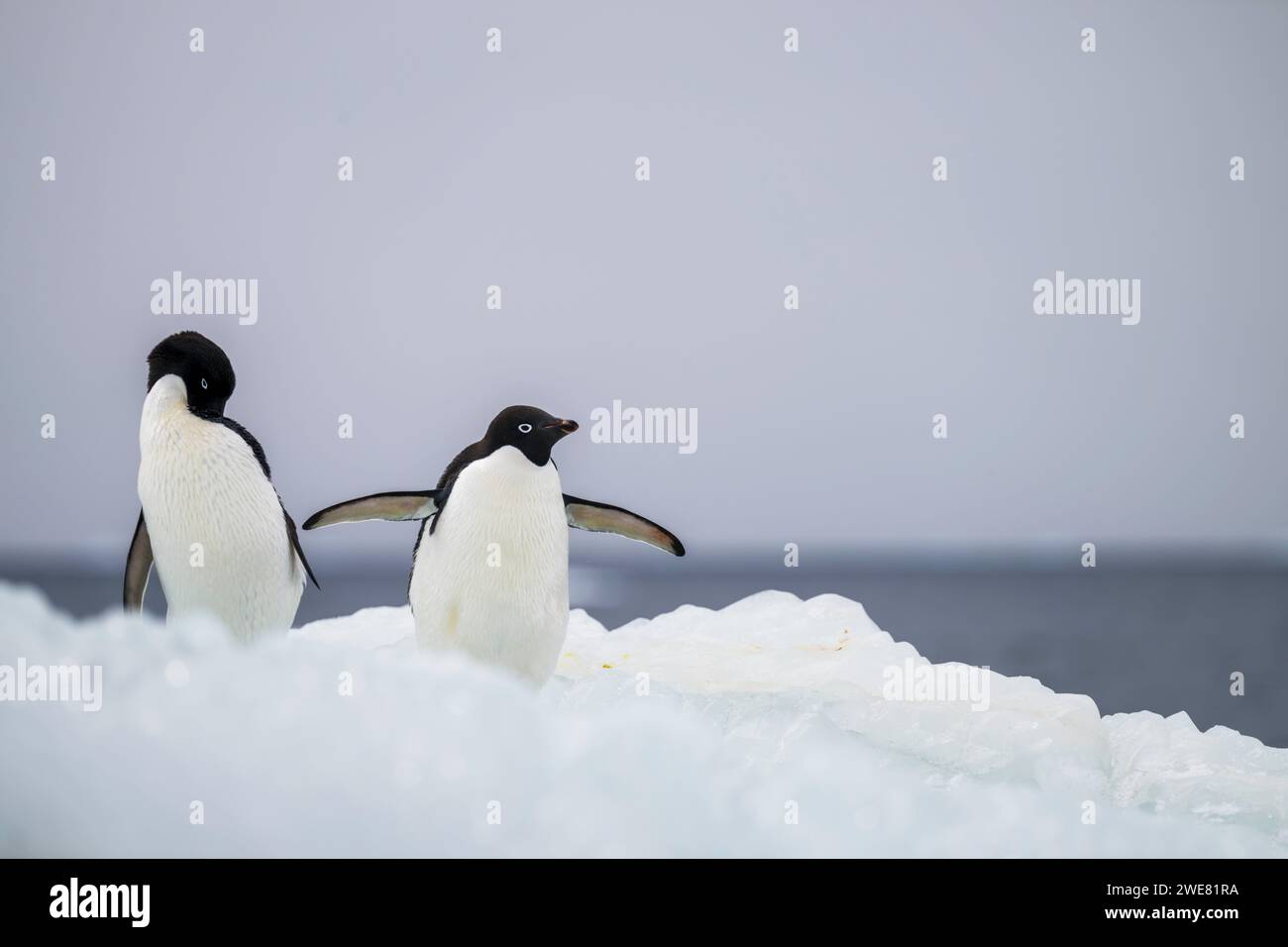 Pingouins Adelie à Hope Bay, Antarctique Banque D'Images