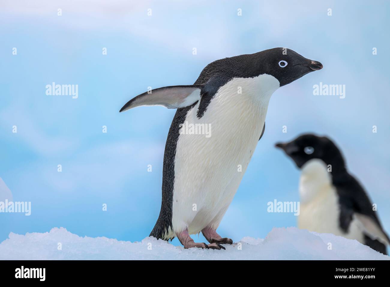 Pingouins Adelie à Hope Bay, Antarctique Banque D'Images