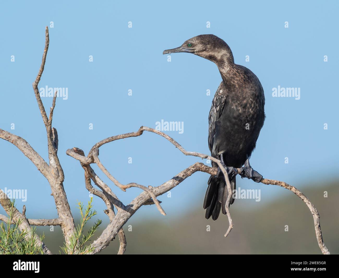 Un petit Cormorant noir (Phalacrocorax sulcirostris) perché sur un arbre au lac Herdsman à Perth, en Australie occidentale. Banque D'Images