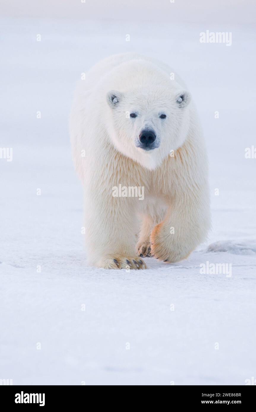 Ours polaire Ursus maritimus Grand ourson curieux voyageant à travers la banquise nouvellement formée pendant l'automne geler jusqu'à 1002 ANWR Kaktovik Barter Island Alaska Banque D'Images