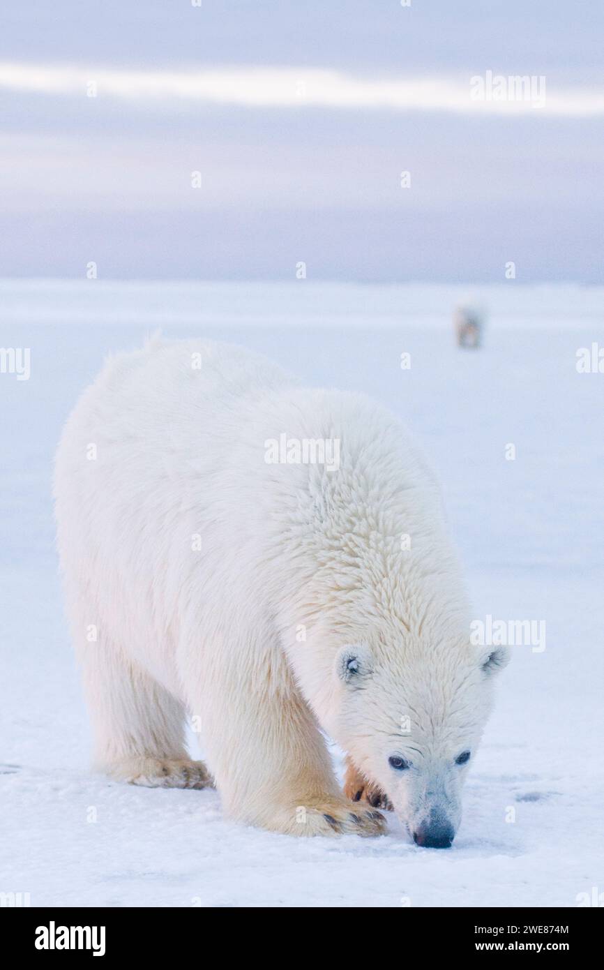 Ours polaire Ursus maritimus Grand ourson curieux voyageant à travers la banquise nouvellement formée pendant l'automne geler jusqu'à 1002 ANWR Kaktovik Barter Island Alaska Banque D'Images