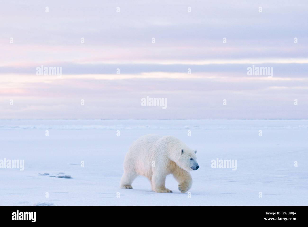 Ours polaire Ursus maritimus Grand ourson curieux voyageant à travers la banquise nouvellement formée pendant l'automne geler jusqu'à 1002 ANWR Kaktovik Barter Island Alaska Banque D'Images