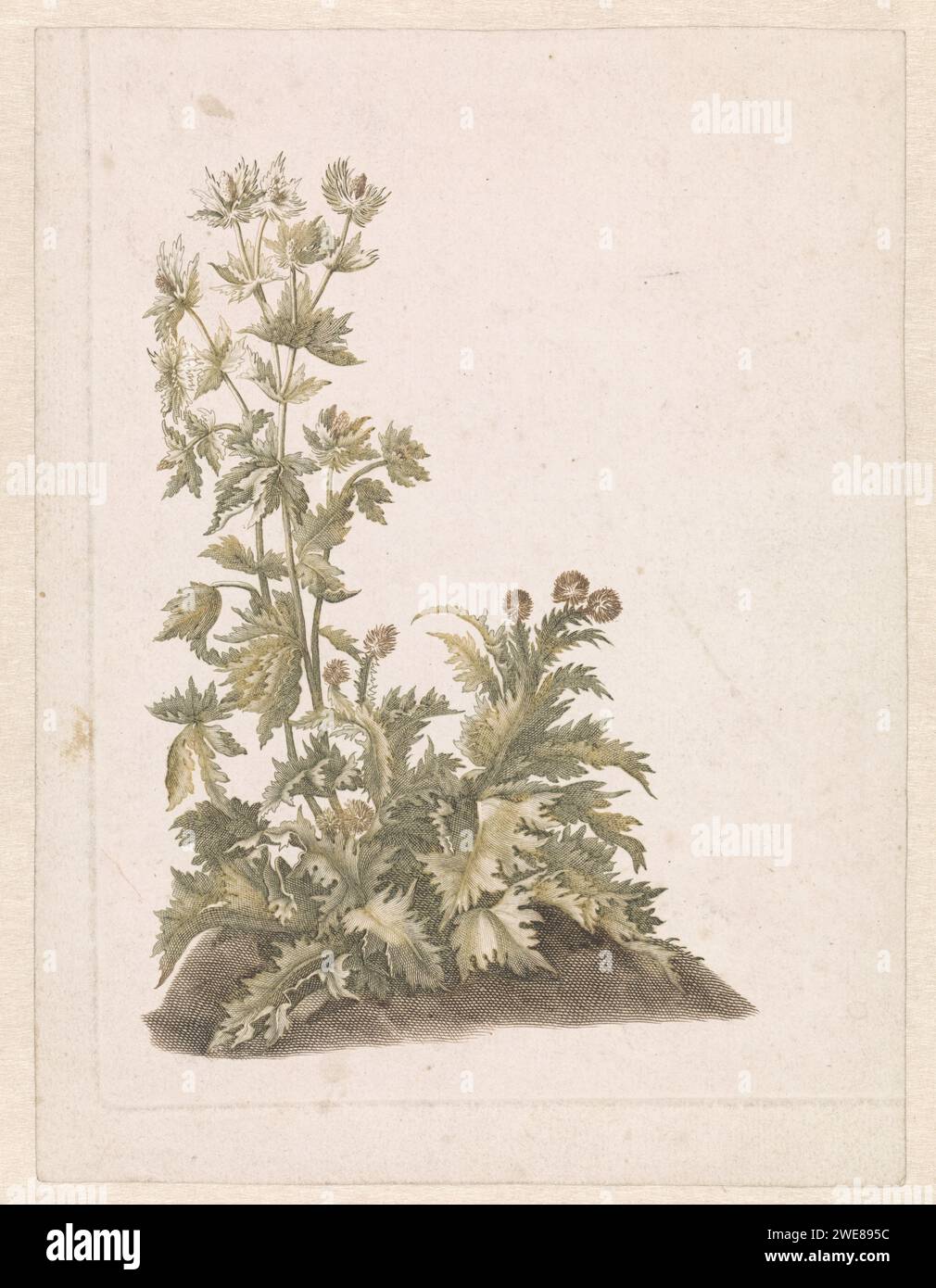Florier Thistles, Anonyme, 1688 - 1698 imprimer pays-Bas papier gravure plantes et herbes : Thistle Banque D'Images