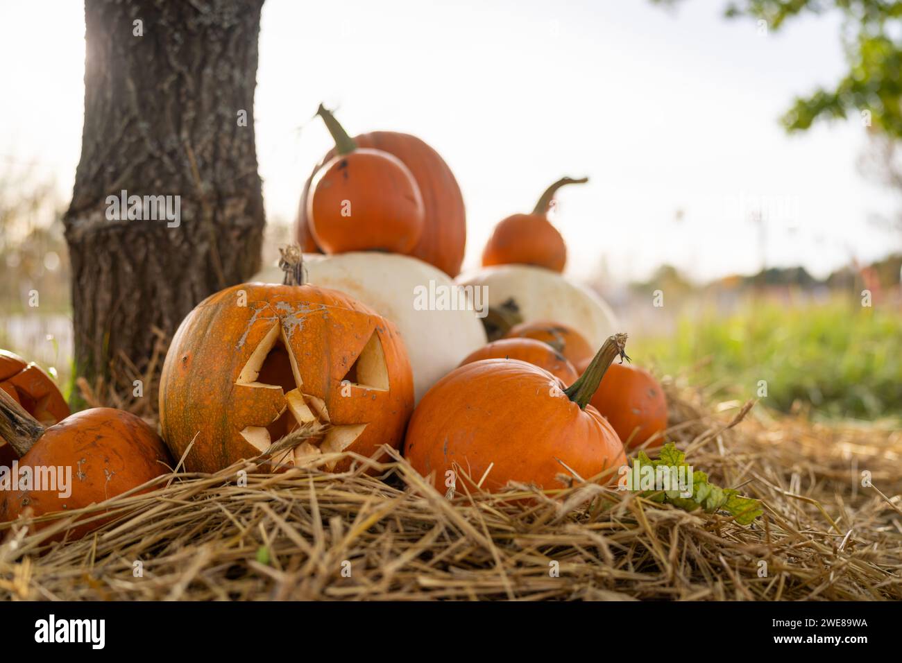 Halloween. Citrouilles au marché fermier en plein air. Banque D'Images