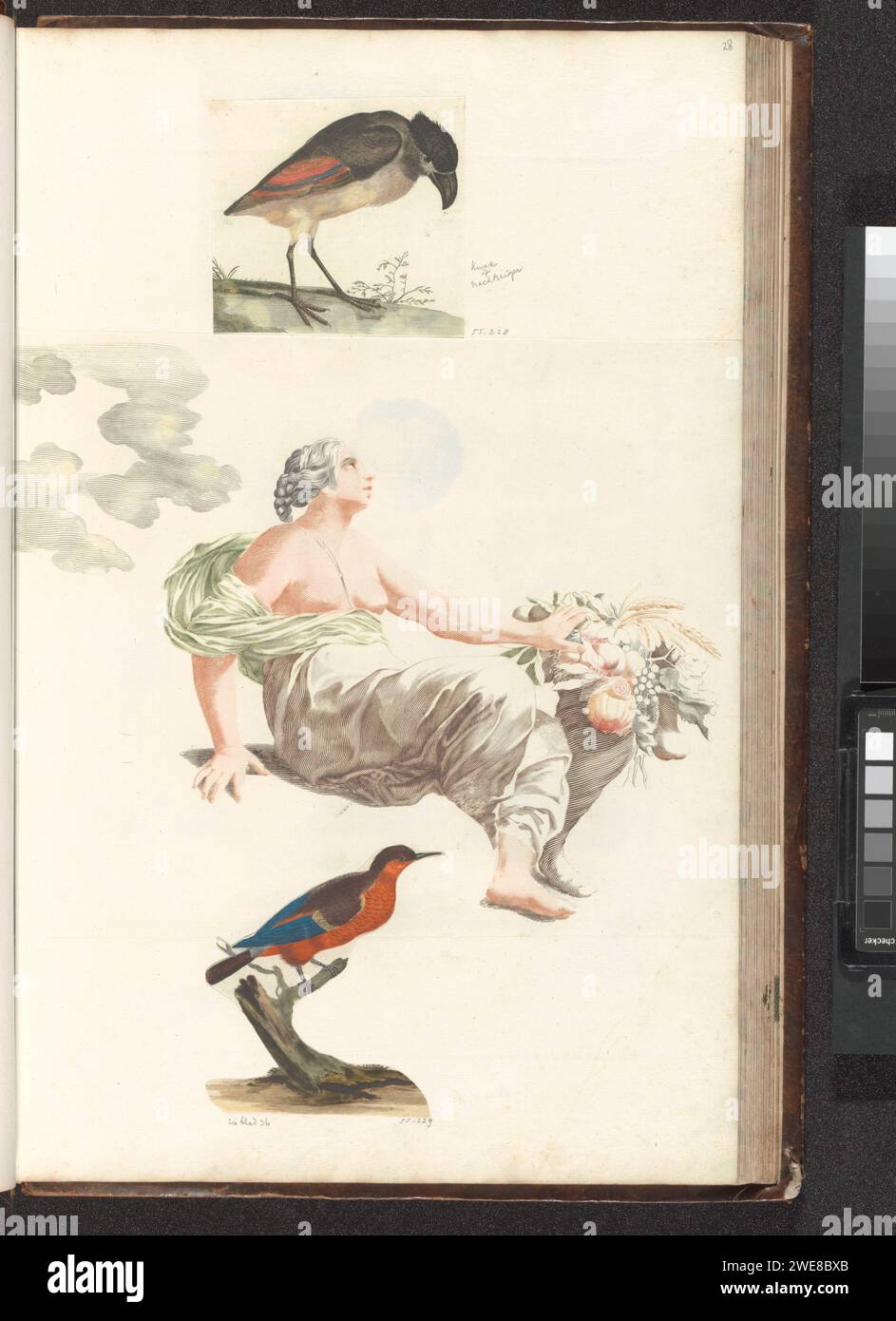 Schuitbreuger, Anonyme, 1688 - 1698 imprimer oiseau avec bec incurvé marchant vers la droite. Peut-être une barge moins chère. Ce tirage fait partie d'un album. Pays-Bas papier gravure oiseaux Banque D'Images