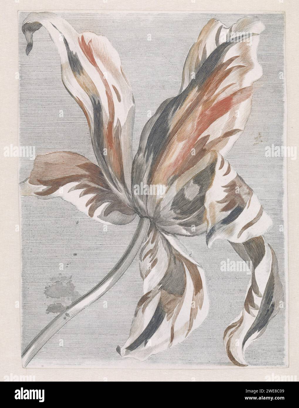 Tulp, anonyme, 1688 - 1698 imprimer pays-Bas papier gravure fleurs : tulipe Banque D'Images
