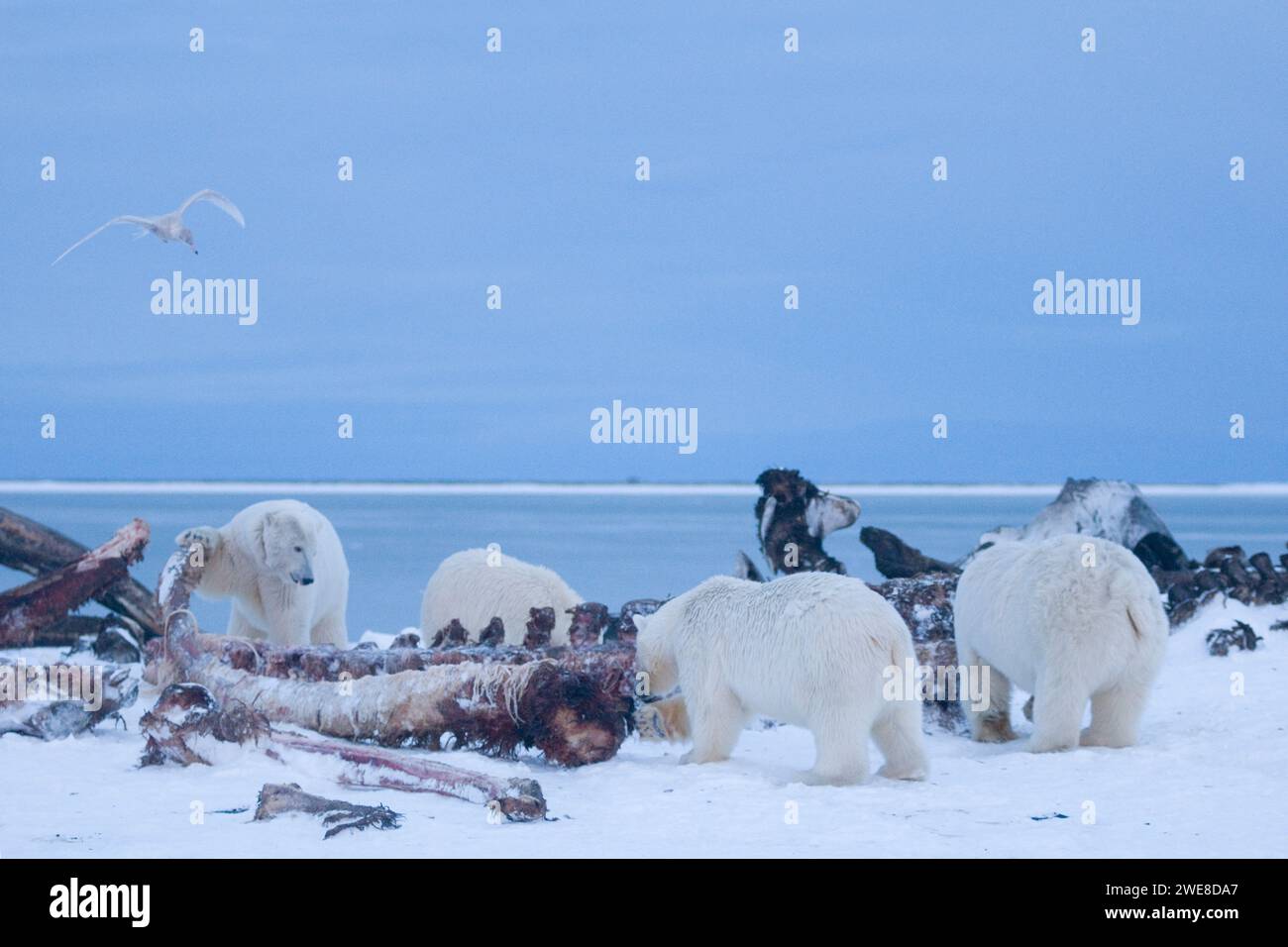 Ours polaires Ursus maritimus truies femelles avec des oursons de chasse sur les os de baleine chasse sur la banquise nouvellement formée chute geler jusqu'à 1002 ANWR Kaktovik AK Banque D'Images