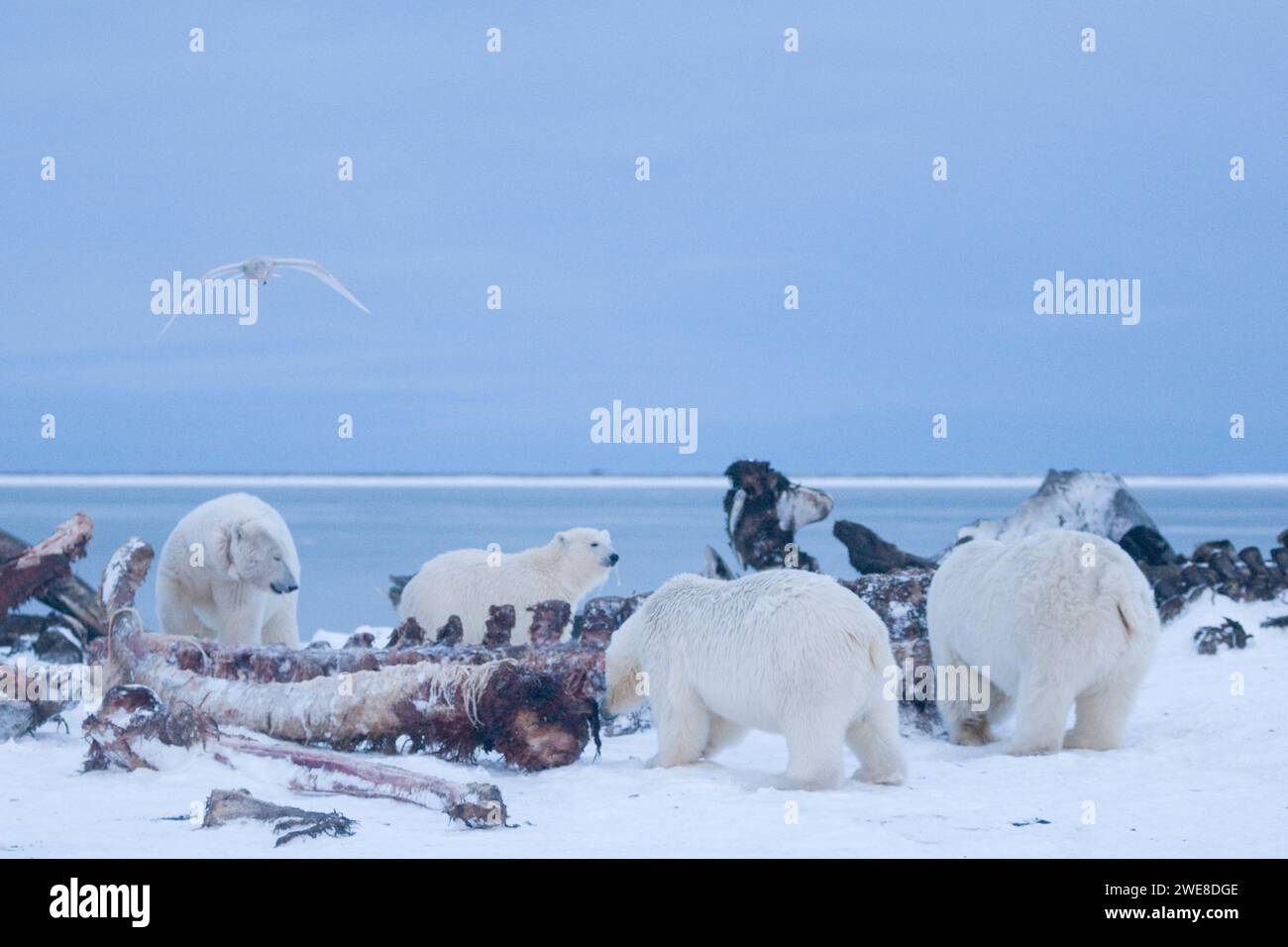 Ours polaires Ursus maritimus truies femelles avec des oursons de chasse sur les os de baleine chasse sur la banquise nouvellement formée chute geler jusqu'à 1002 ANWR Kaktovik AK Banque D'Images