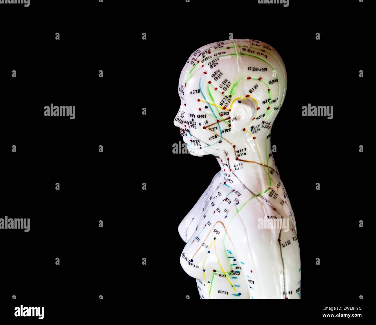 Gros plan d'un mannequin affichant méridiens et points d'acupuncture sur fond sombre Banque D'Images