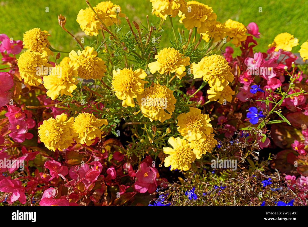 Blumen, gelb, pourriture, blau Banque D'Images