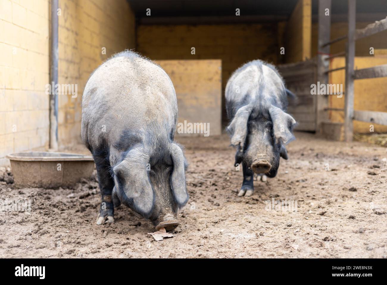 Cochons noirs majorquins pour sobrasada dans une ferme biologique rurale. Soins et bien-être des animaux en plein air. Banque D'Images