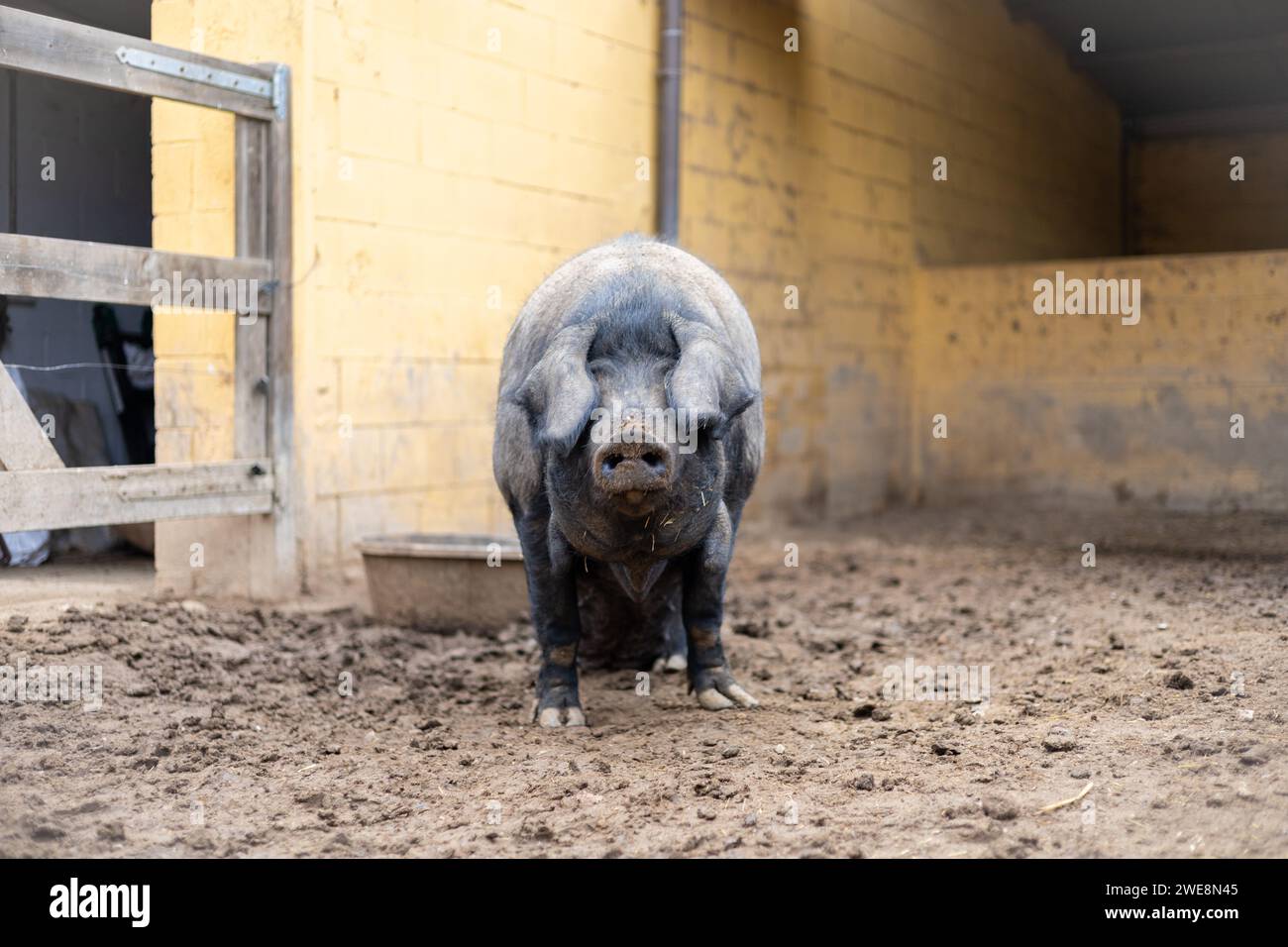 Cochons noirs majorquins pour sobrasada dans une ferme biologique rurale. Soins et bien-être des animaux en plein air. Banque D'Images