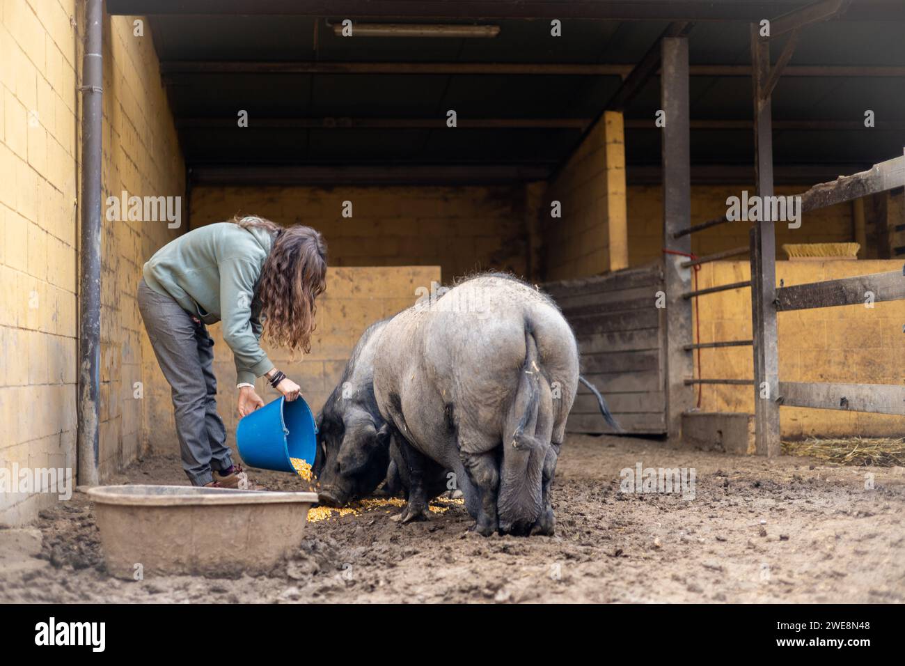 Jeune agricultrice nourrissant des porcs noirs de Majorque pour la sobrasada dans une ferme biologique rurale. Soins et bien-être des animaux en plein air. Banque D'Images