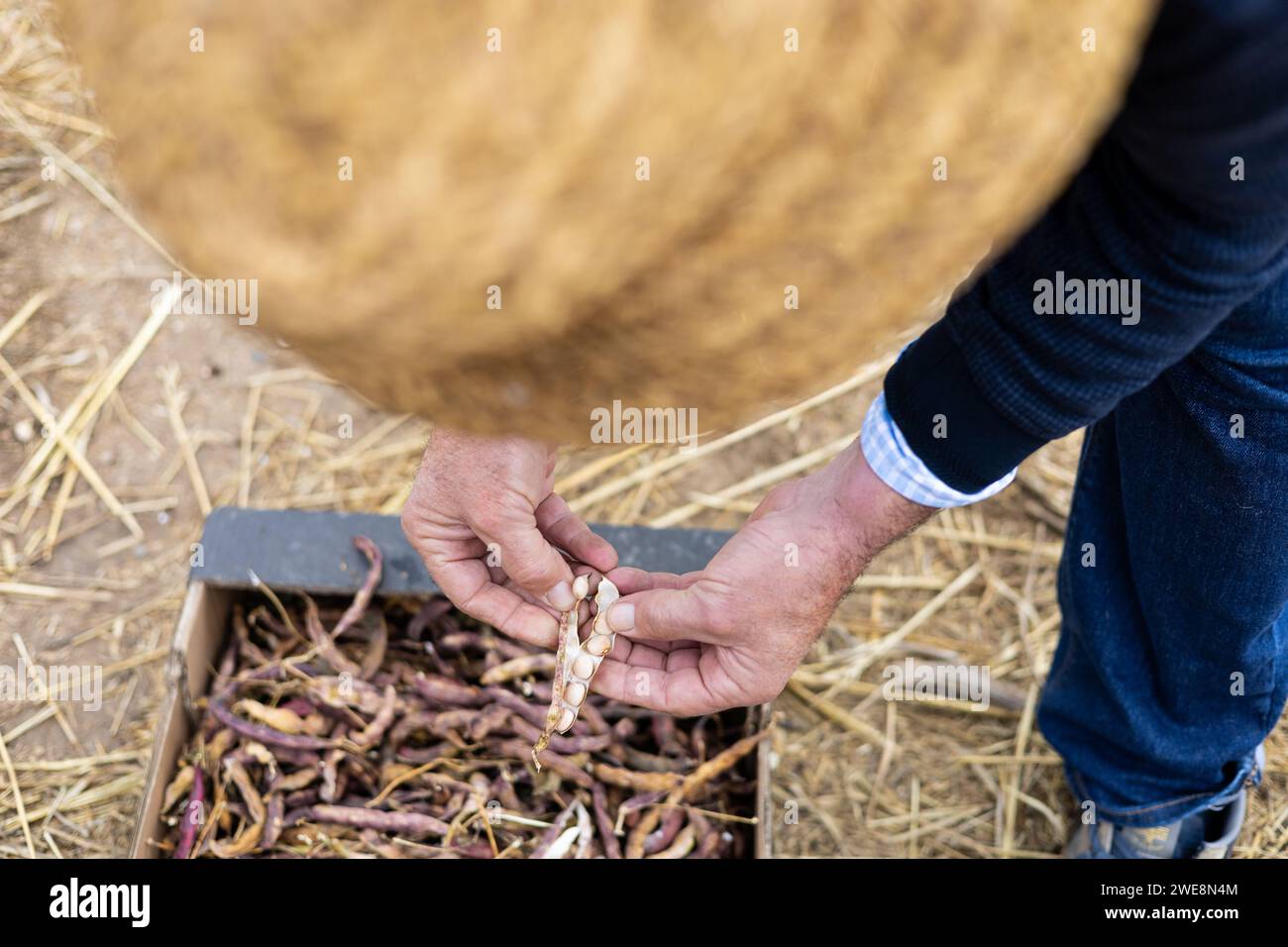 Les mains d'un agriculteur senior épluchent une gousse avec des haricots blancs de la variété fessol de Santa Pau. Agriculture biologique. Banque D'Images