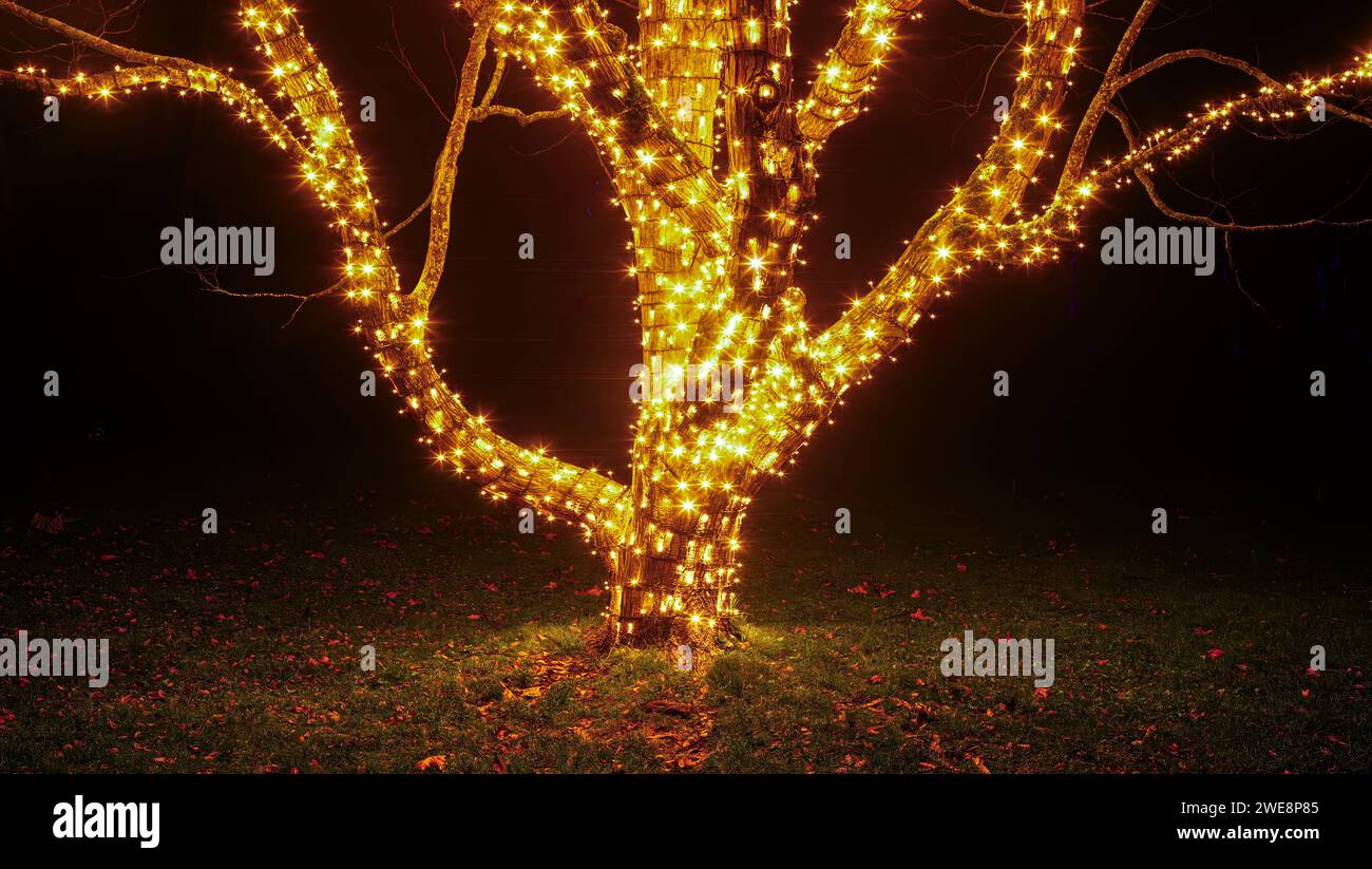 Mainau, Allemagne - 27 décembre 2023 : un jardin de Noël est un événement de Noël avec de belles créations lumineuses et illuminations sur l'île de Mainau Banque D'Images Mainau, Allemagne - 27 décembre 2023 : un jardin de Noël est un événement de Noël avec de belles créations lumineuses et illuminations sur l'île de Mainau Banque D'Images