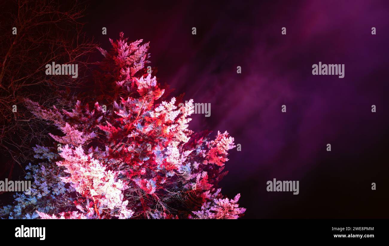 Mainau, Allemagne - 27 décembre 2023 : un jardin de Noël est un événement de Noël avec de belles créations lumineuses et illuminations sur l'île de Mainau Banque D'Images Mainau, Allemagne - 27 décembre 2023 : un jardin de Noël est un événement de Noël avec de belles créations lumineuses et illuminations sur l'île de Mainau Banque D'Images