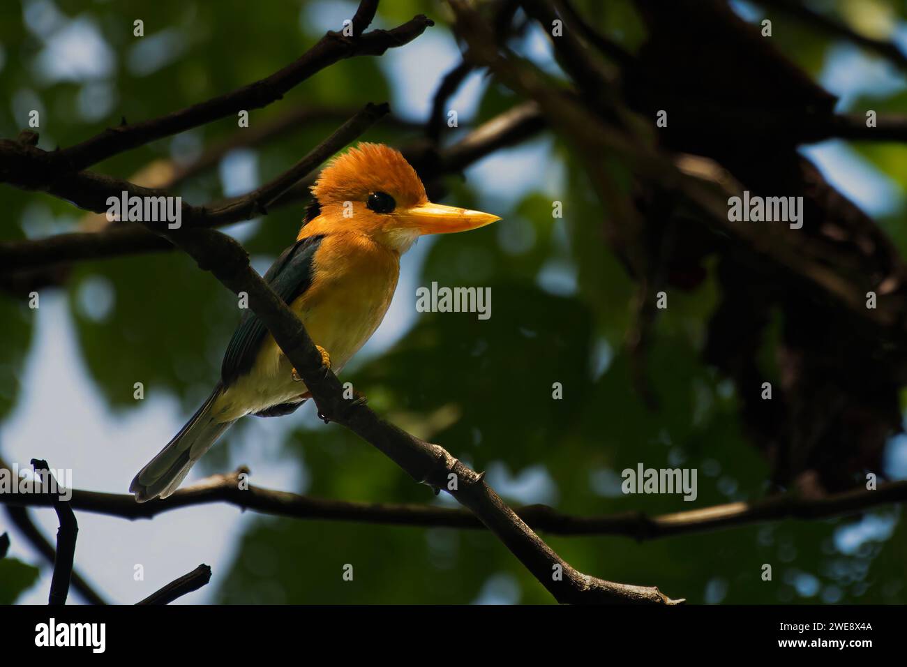 kingfisher à bec jaune ou Syma torotoro vu à Nimbokrang en Papouasie occidentale Banque D'Images