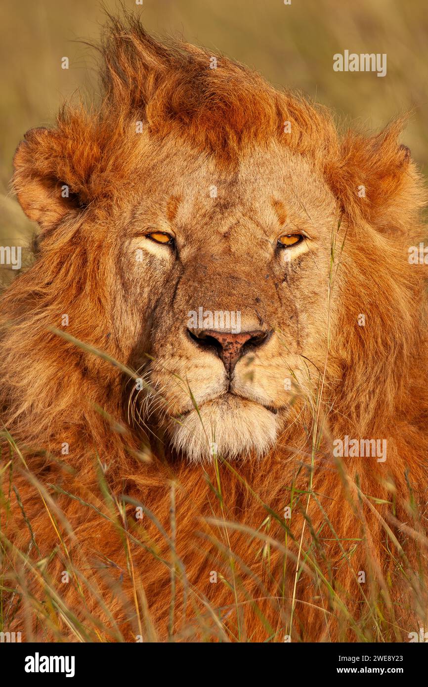 Portrait de lion mâle (Panthera leo), parc national du Masai Mara, Kenya, Afrique de l'est Banque D'Images