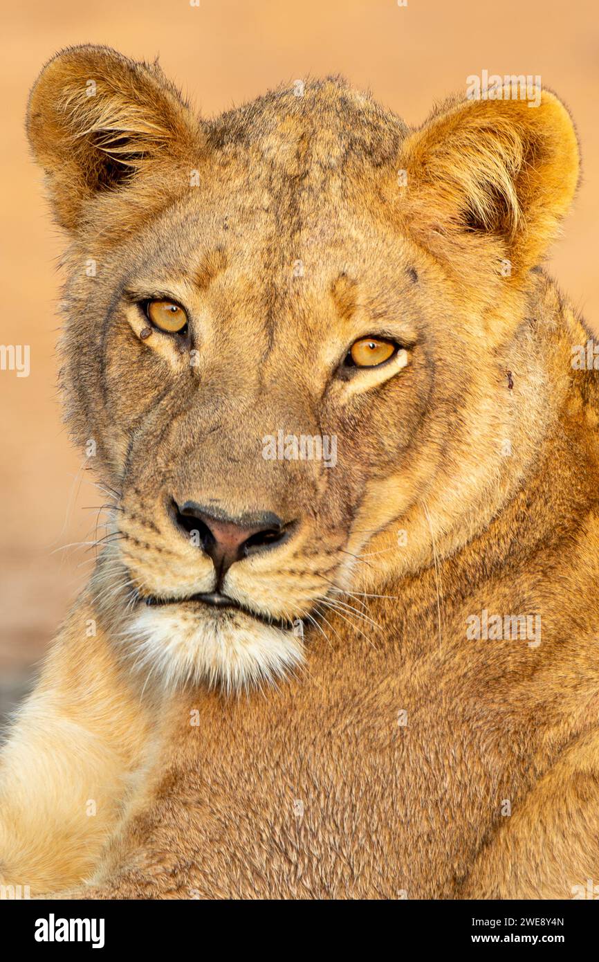 Lioness (Panthera leo) Mana pools National Park, Zimbabwe Banque D'Images