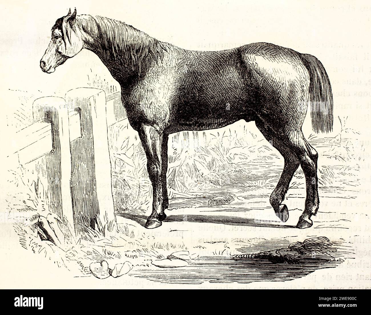 Profil gravé d'un cheval ardennais debout à côté d'une clôture en bois en milieu rural. Publié en 1878. Banque D'Images