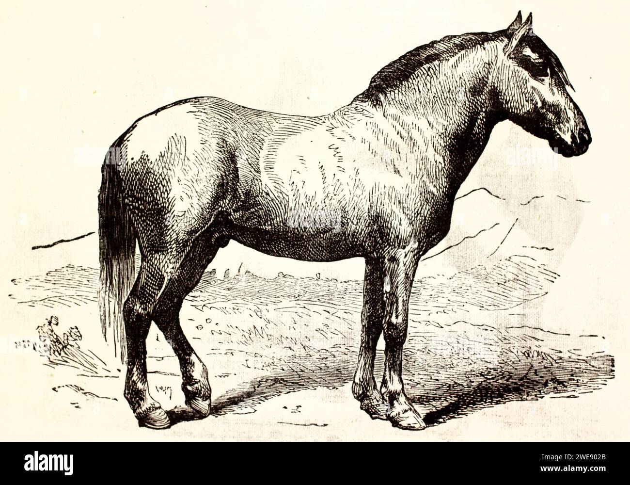 Vieille illustration gravée de Fjord Horse. Par auteur inconnu, publié sur Brehm, les Mammifères, Baillière et fils, Paris, 1878 Banque D'Images
