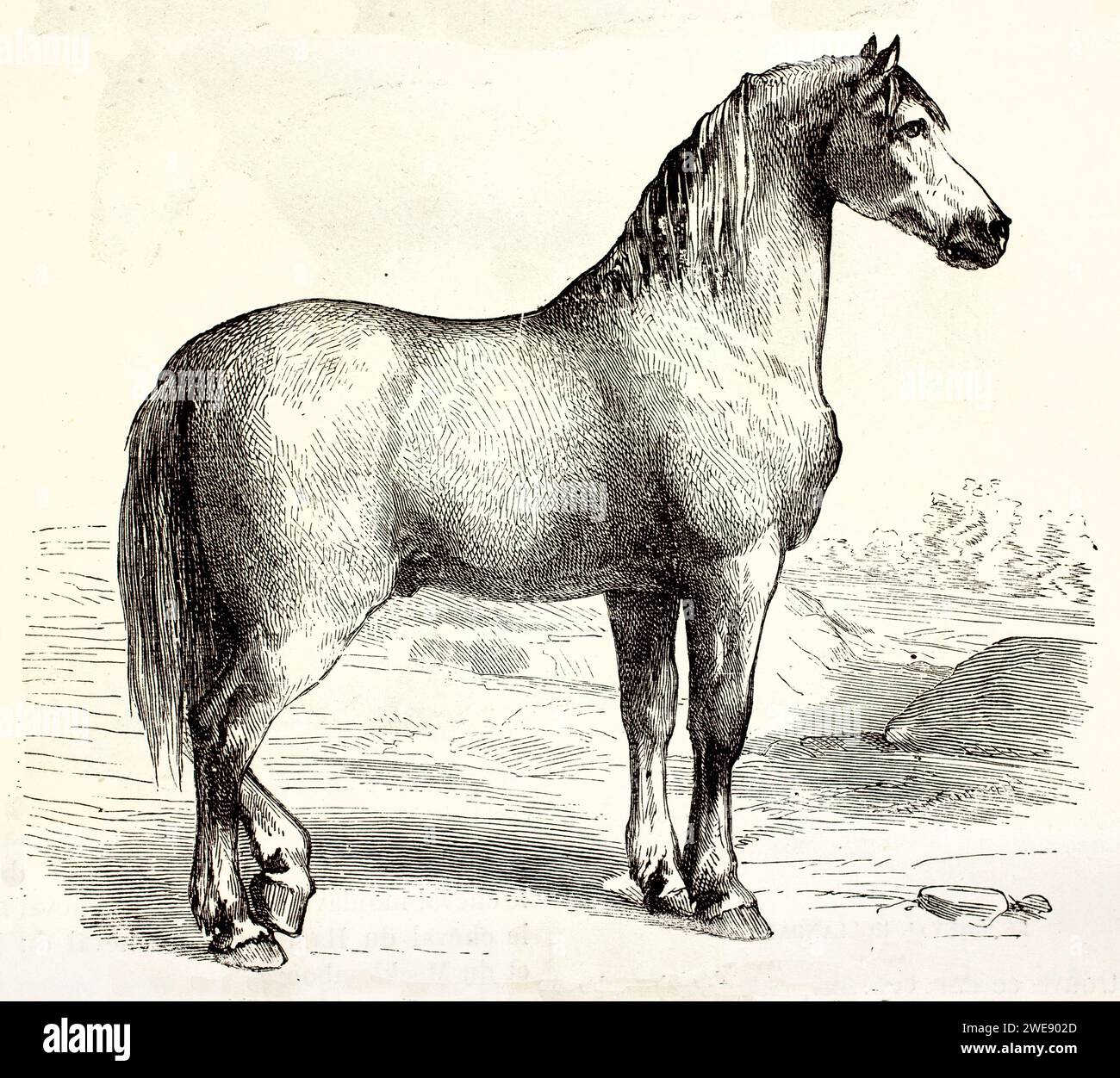 Ancienne illustration gravée de cheval flamand. Par auteur inconnu, publié sur Brehm, les Mammifères, Baillière et fils, Paris, 1878 Banque D'Images