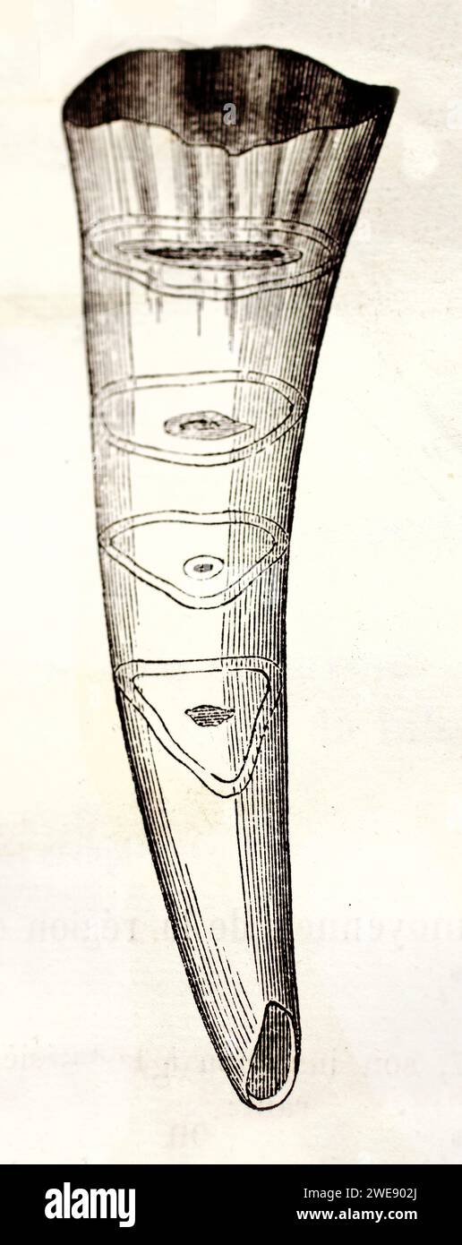Vieille illustration gravée de dent incisive de cheval. Par auteur inconnu, publié sur Brehm, les Mammifères, Baillière et fils, Paris, 1878 Banque D'Images