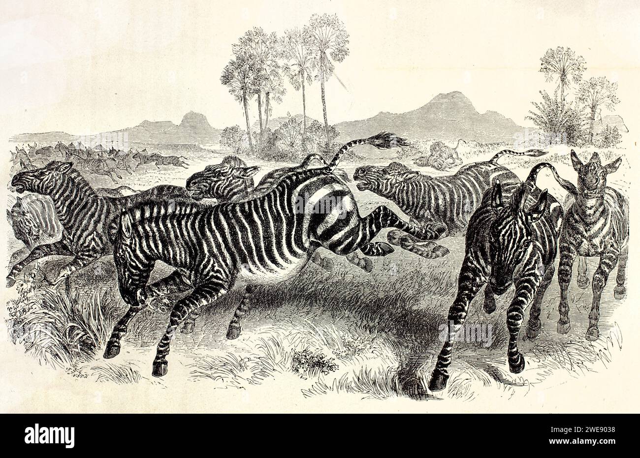 Vieille illustration gravée du troupeau de Nountain Zebras. Créé par Ktretschmer et Illner, publié sur Brehm, les Mammifères, Baillière et fils, Paris, 187 Banque D'Images