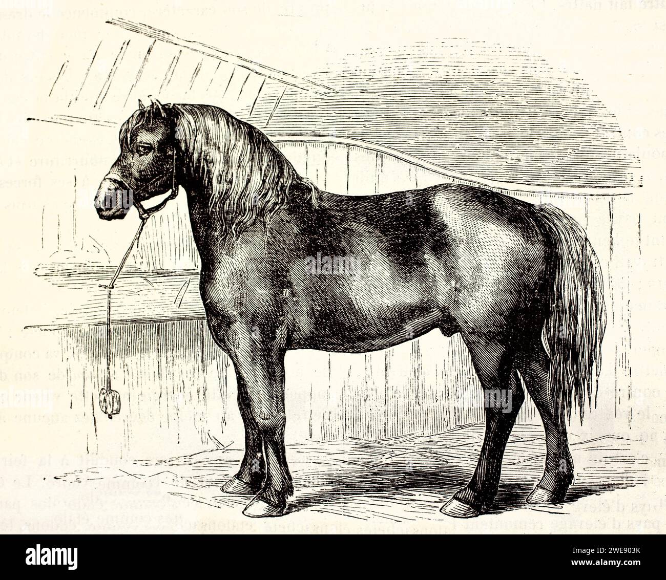 Vieille illustration gravée du cheval Percheron. Par auteur inconnu, publié sur Brehm, les Mammifères, Baillière et fils, Paris, 1878 Banque D'Images