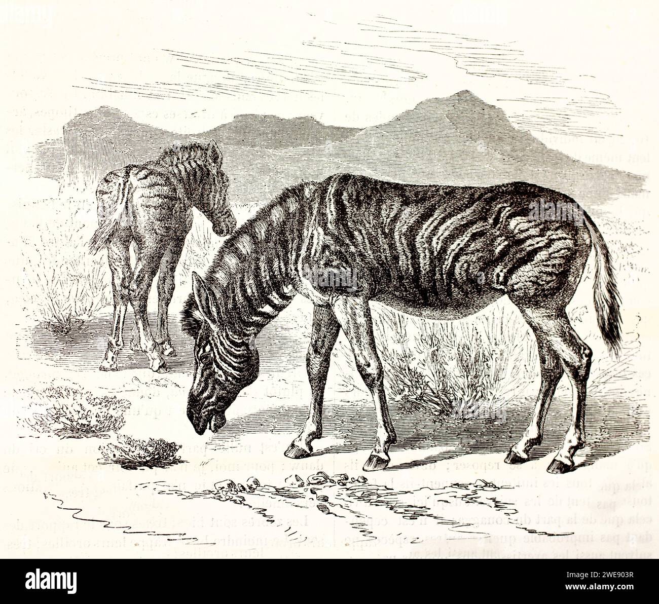 Vieille illustration gravée de Plains Zebra. Créé par Ktretschmer et Illner, publié sur Brehm, les Mammifères, Baillière et fils, Paris, 1878 Banque D'Images
