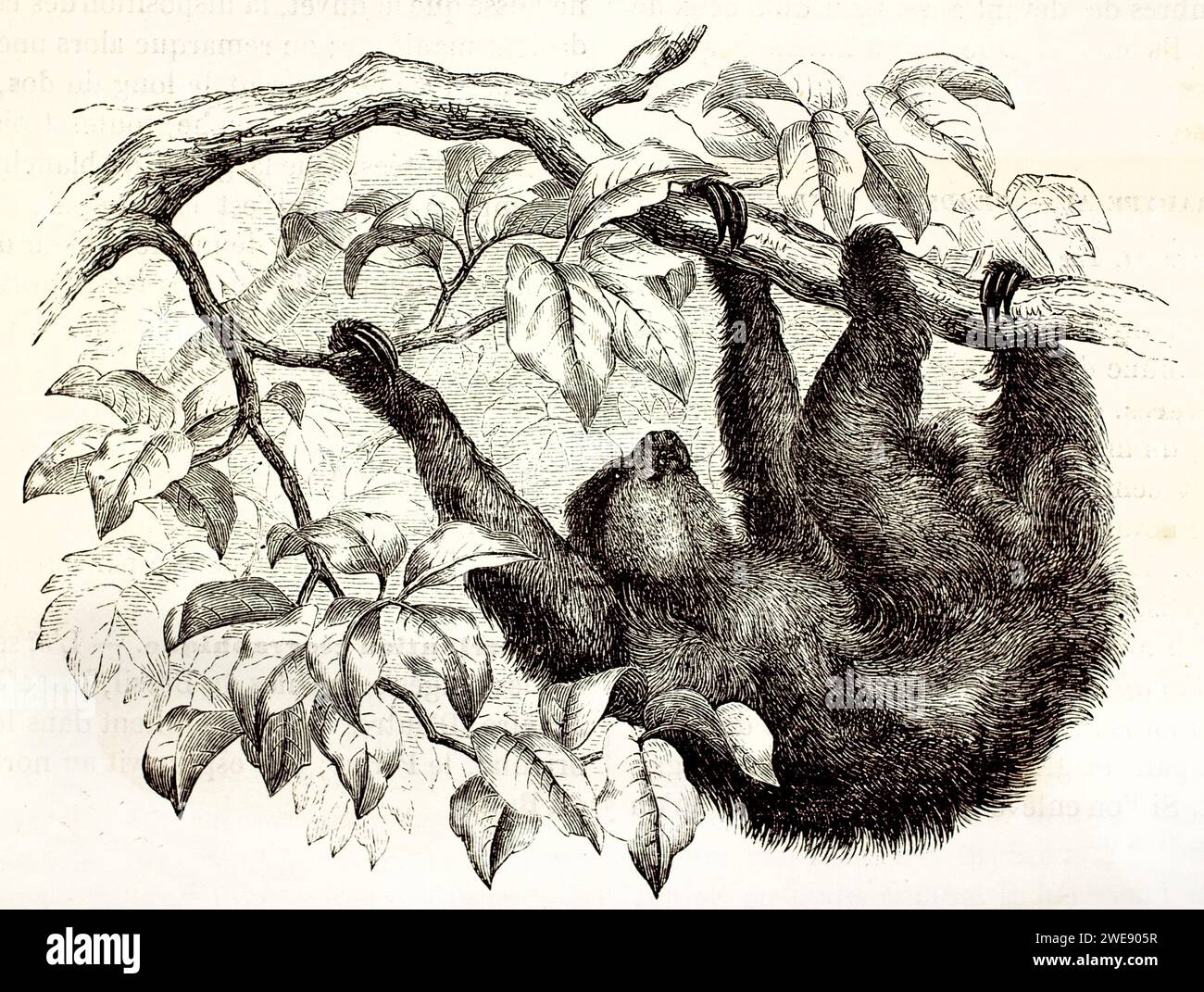 Image gravée d'un paresseux à trois doigts grimpant de branche en branche. Naturel et dynamique. Publié en 1878. Banque D'Images