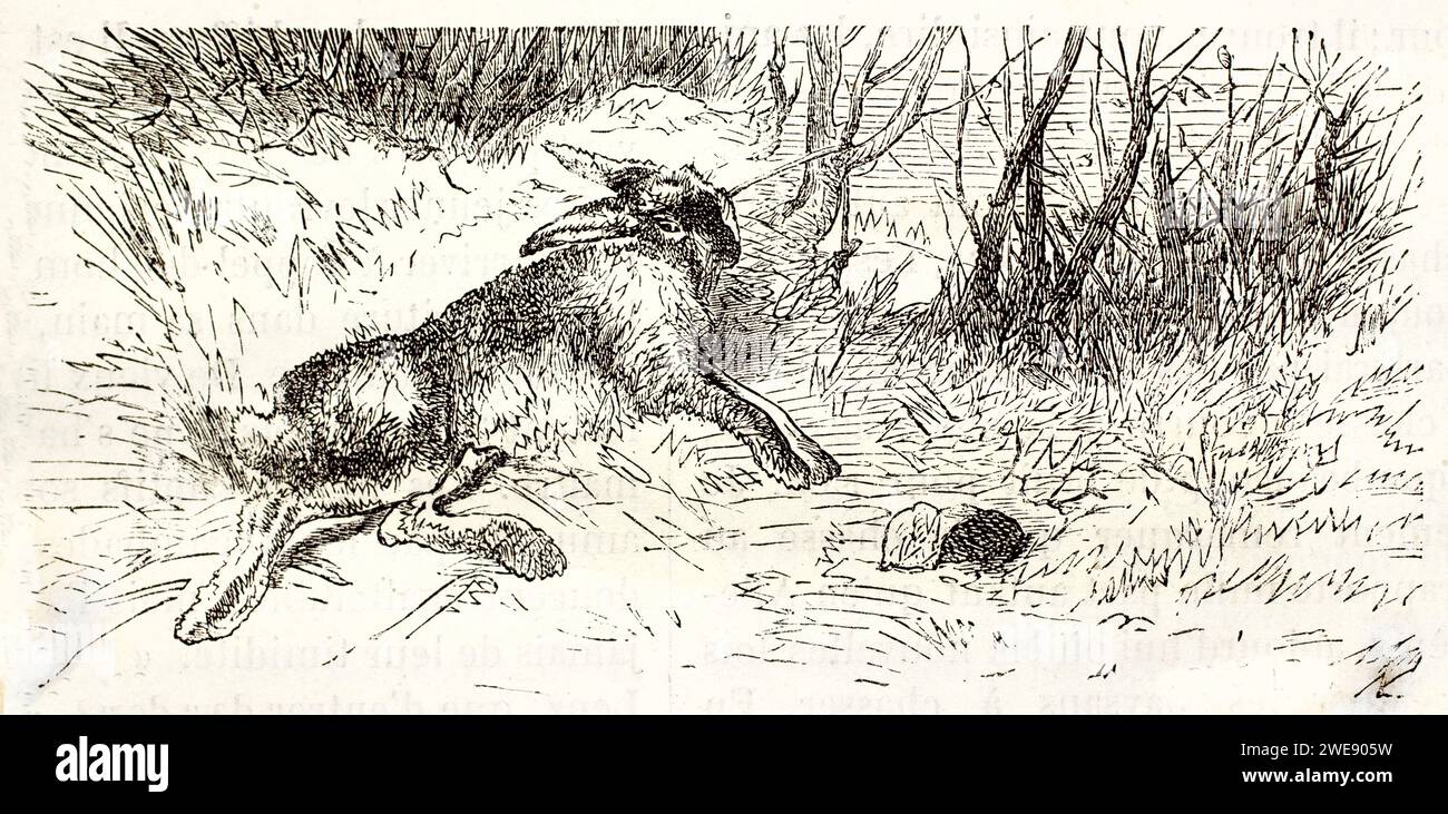 Croquis vintage rapide d'un lièvre piégé par un collier dans un cadre boisé. Scène expressive et dramatique. Publié en 1878. Banque D'Images