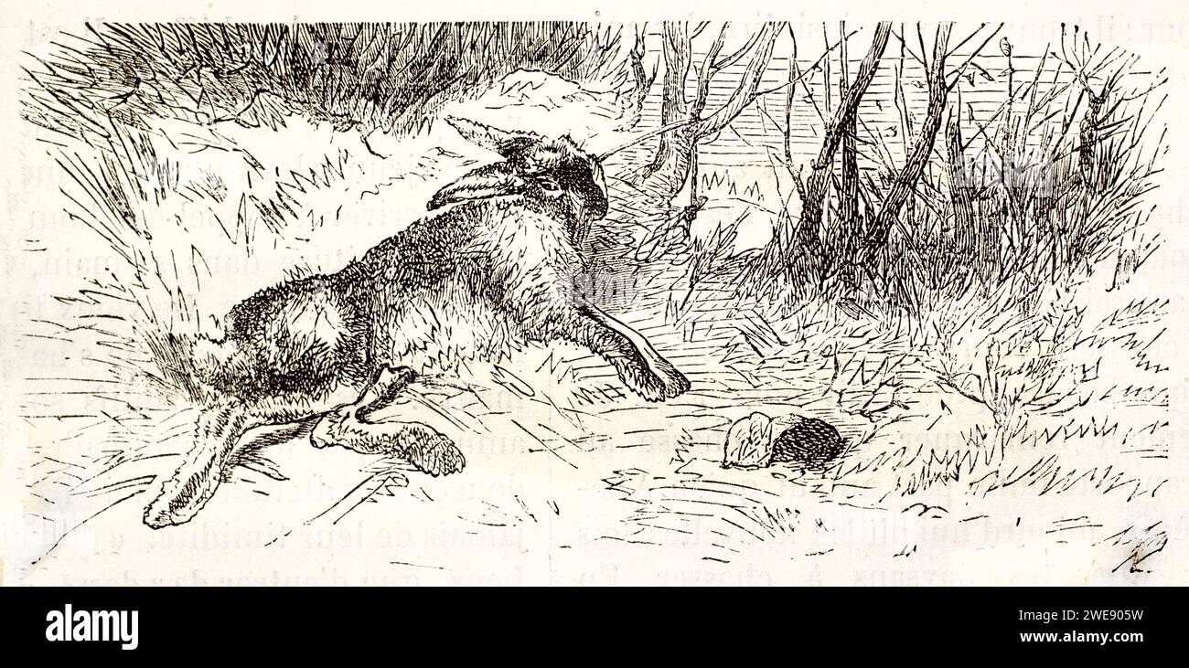 Vieille illustration enravée de lièvre piégé par le collier. Créé par Prunaire, publié sur Brehm, les Mammifères, Baillière et fils, Paris, 1878 Banque D'Images