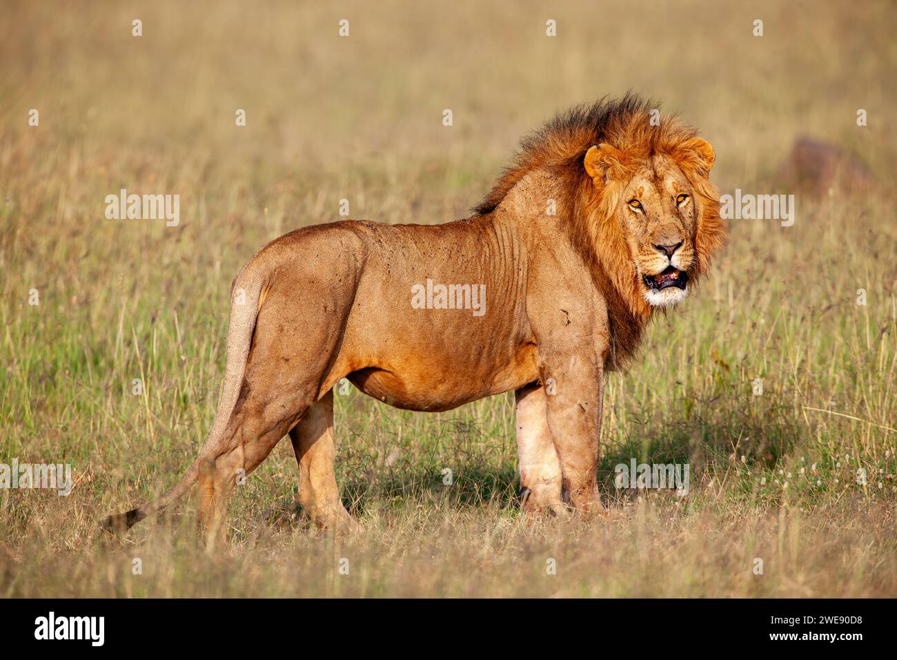 Lion mâle (Panthera leo), Réserve nationale du Masai Mara, Kenya, Afrique de l'est Banque D'Images