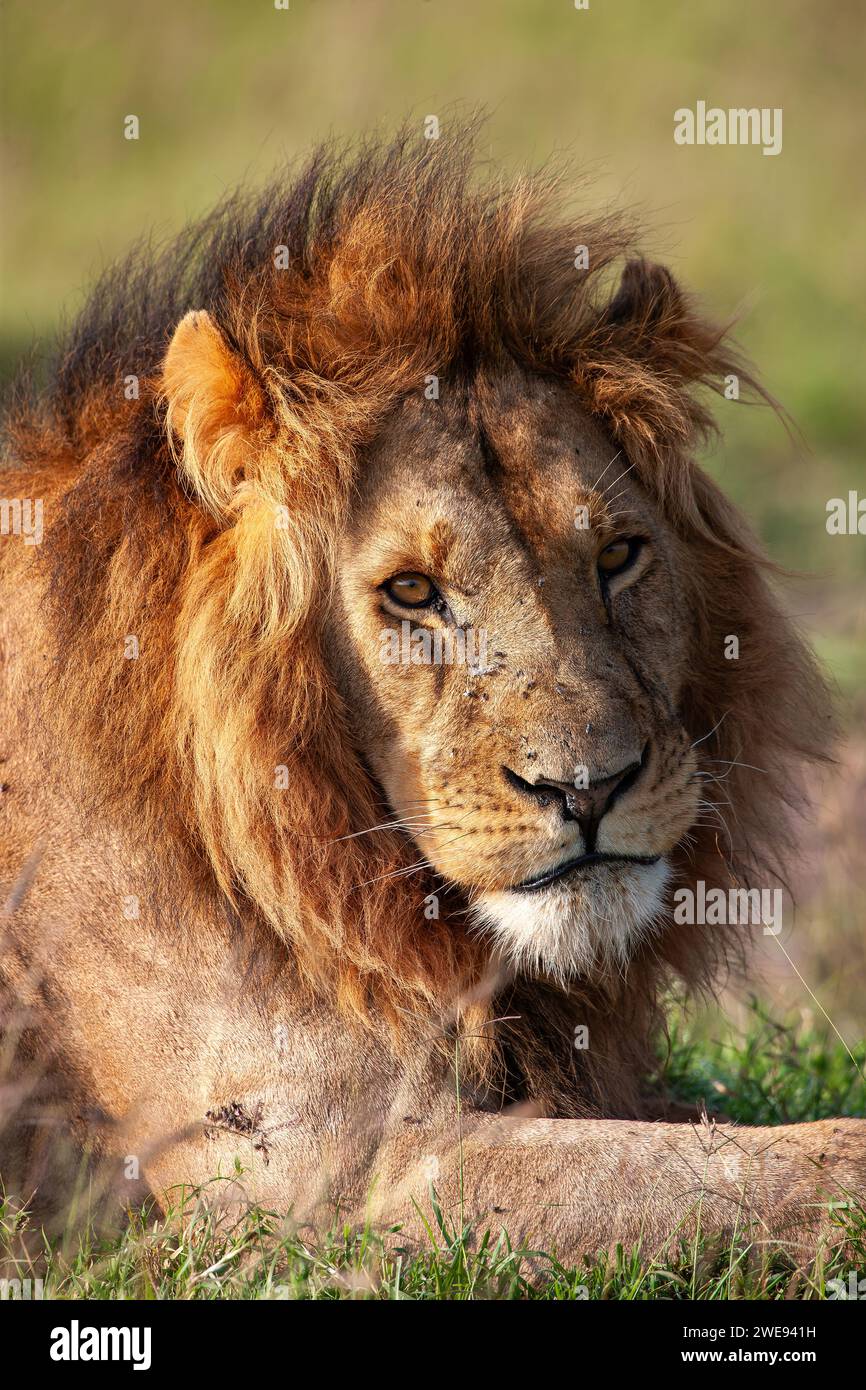 Portrait de lion mâle (Panthera leo) dans la réserve nationale du Masai Mara, Kenya, Afrique de l'est Banque D'Images