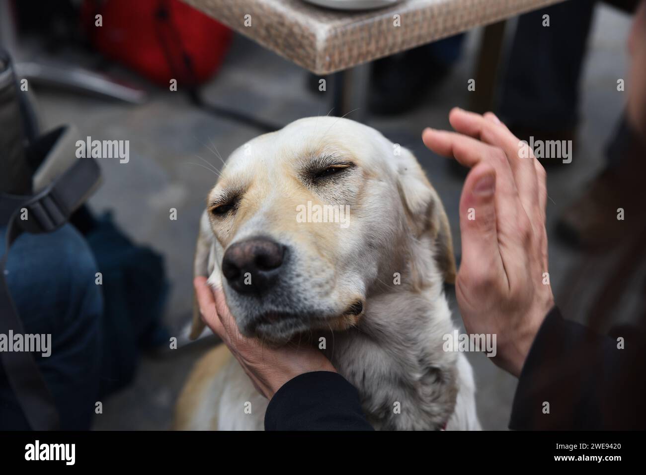 Un chien errant aimant se sent attaché à un humain.Portrait d'un chien errant heureux. Banque D'Images