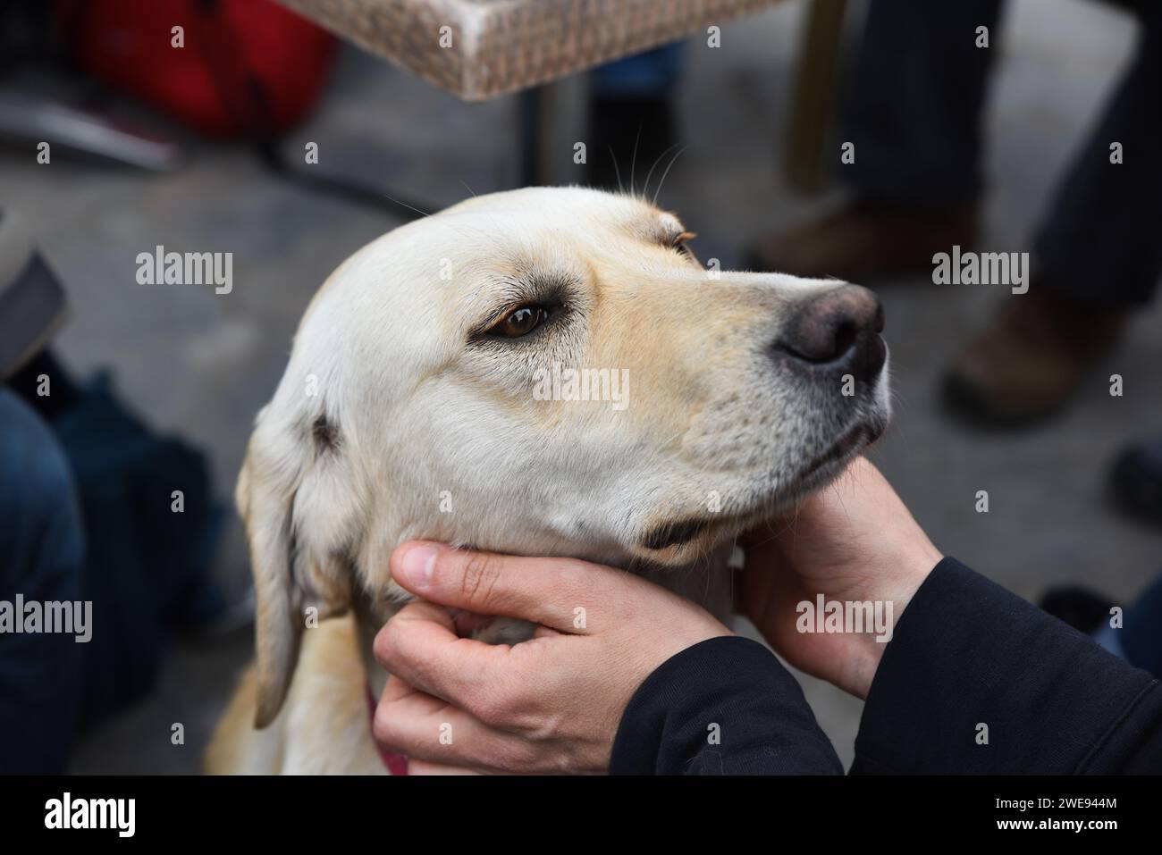 Un chien égaré affectueux s'attache à un humain. Portrait d'un chien errant heureux. Banque D'Images