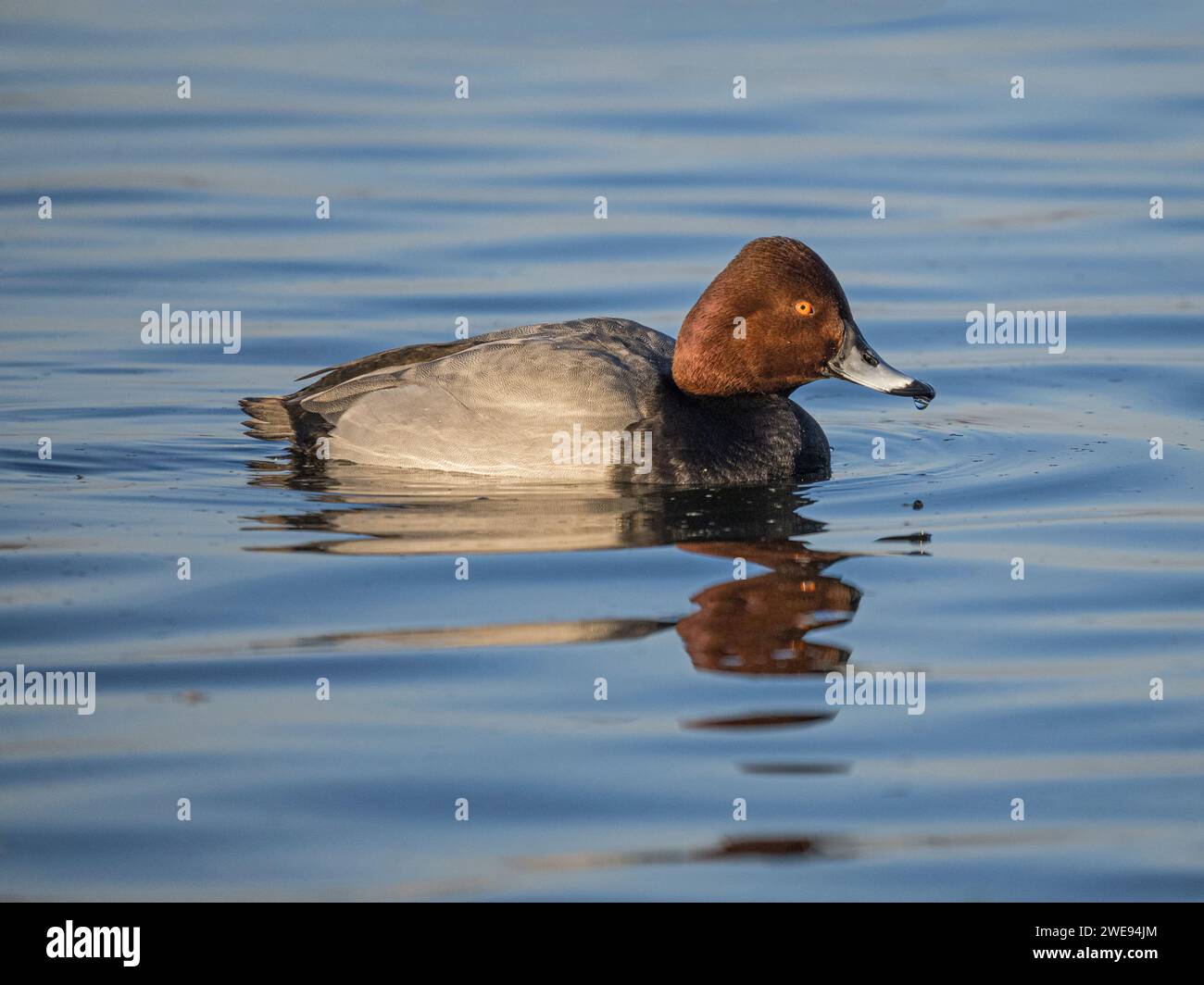 Hybride mâle Aythya (Pochard x Tufted Duck), Ouse Wash, Welney, Norfolk, Royaume-Uni Banque D'Images