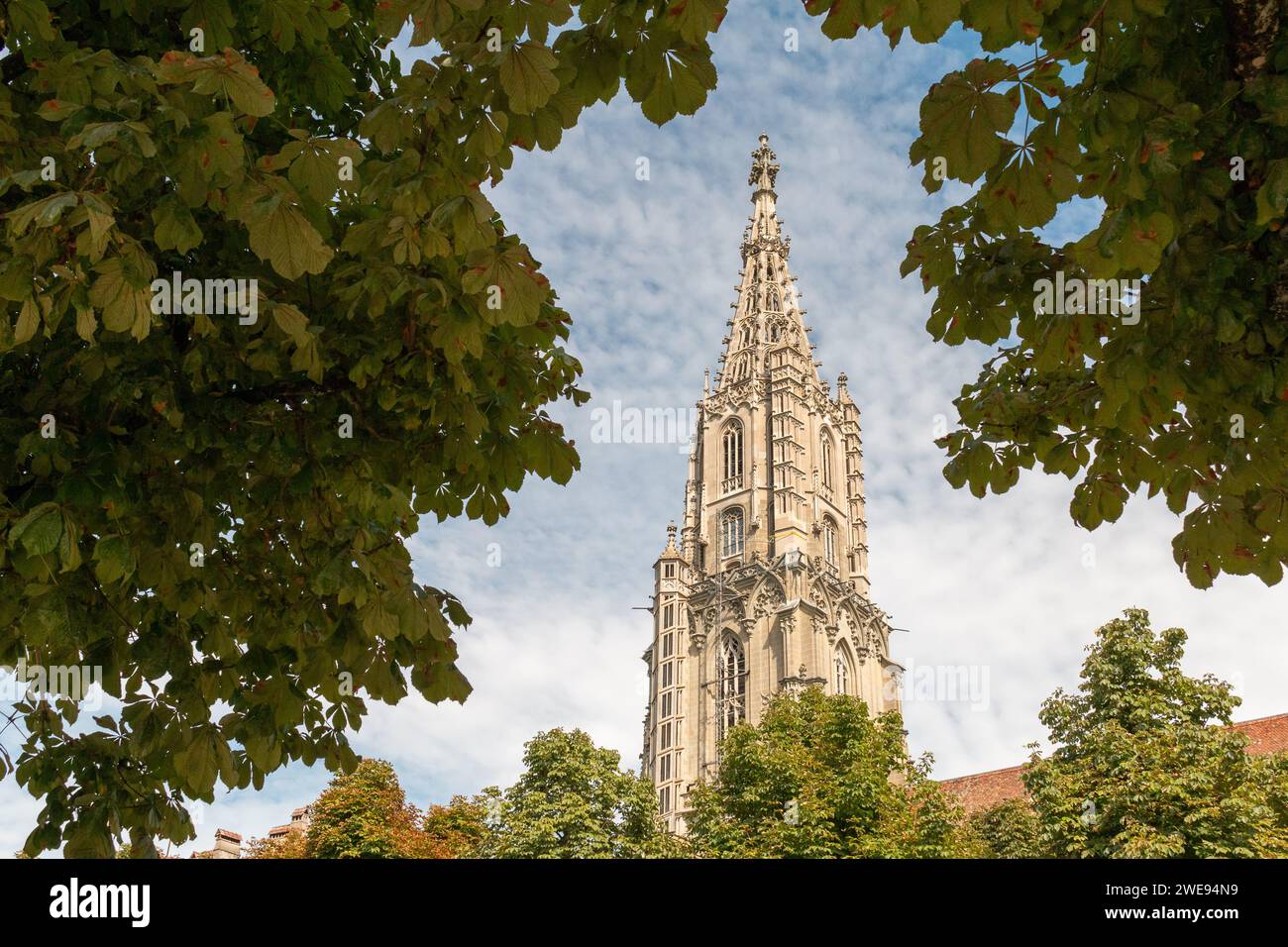 Flèche de la cathédrale de Berne minster encadrée par des feuilles d'été Banque D'Images