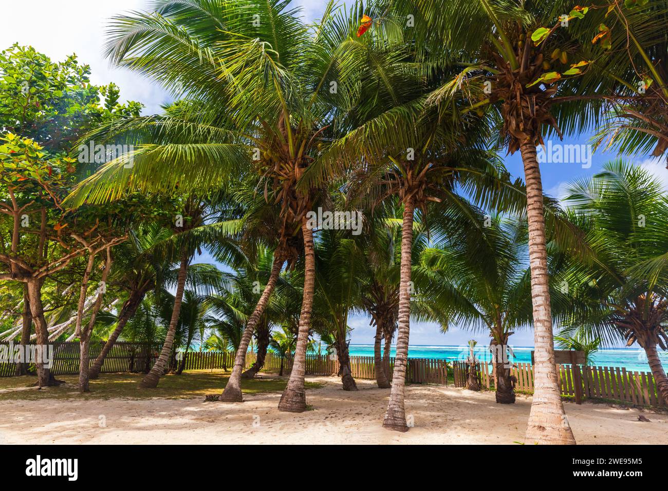 Paysage d'été avec des cocotiers dans un jardin par une journée ensoleillée. Île de Mahé, Seychelles Banque D'Images