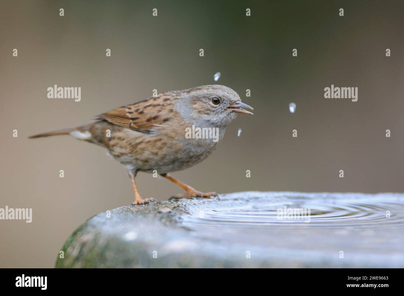 Dunnock Prunella modularis, boire dans le bain d'oiseaux dans le jardin, février. Banque D'Images