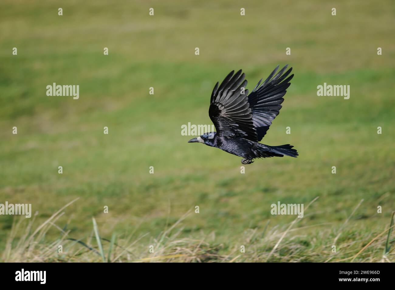 Rook Corvus frugilegus, en vol au-dessus des terres agricoles, novembre. Banque D'Images
