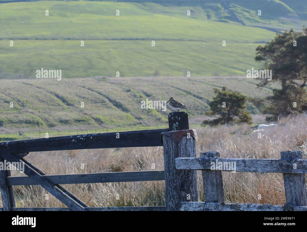 Caniveau Gallinago gallinago, perché sur la porte de la ferme dans les pâturages ovins des hautes terres, mai. Banque D'Images