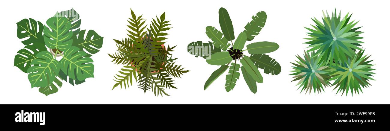 Ensemble de différents vecteurs de vue de dessus de plantes de maison. Illustration de Vecteur