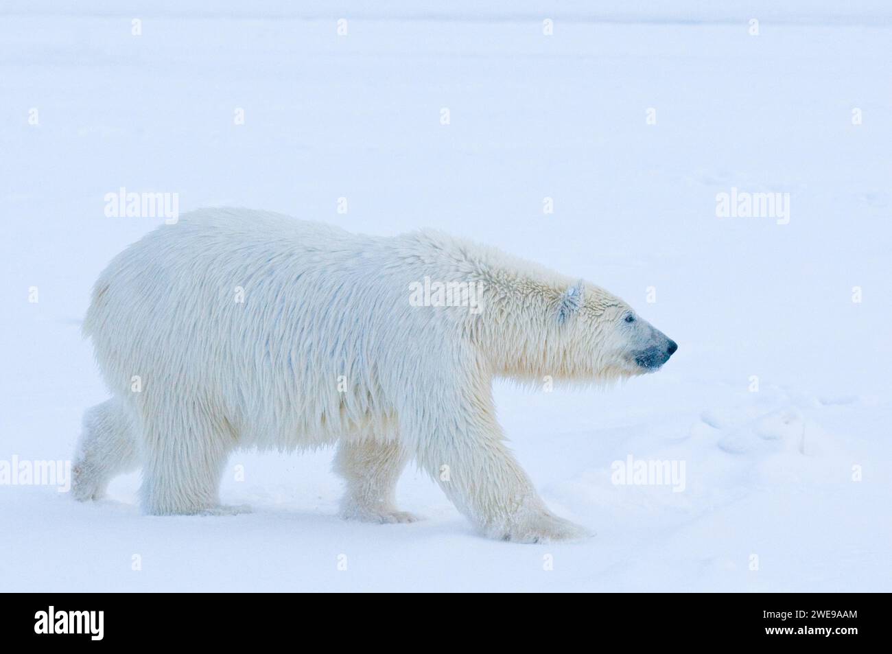 Ours polaire Ursus maritimus gros ourson voyageant à travers la banquise nouvellement formée à l'automne geler jusqu'à 1002 ANWR Kaktovik Barter Island Alaska Banque D'Images