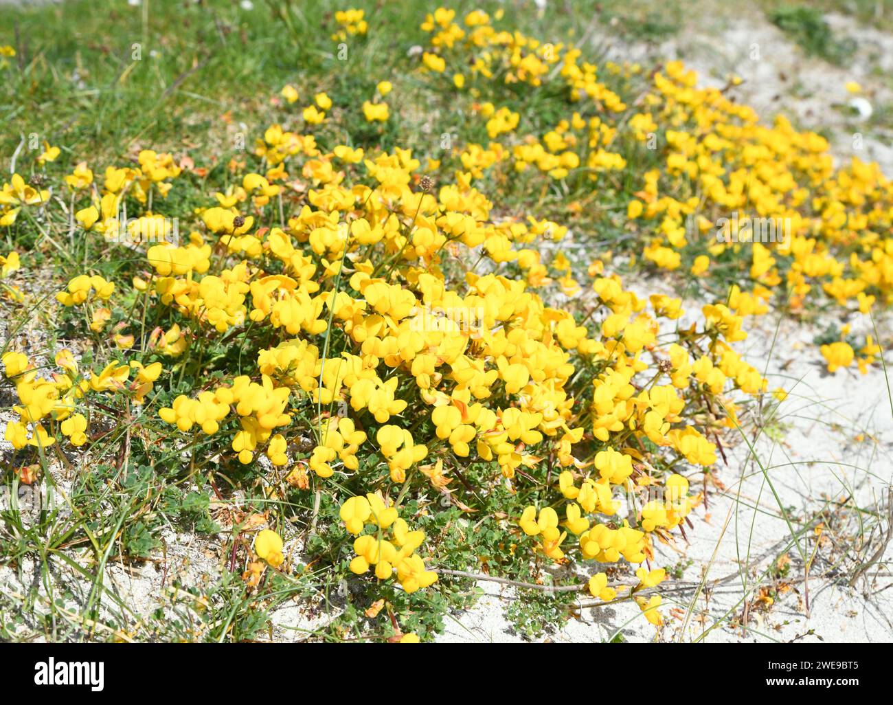 Lotus corniculatus, ou trèfle à pied d'oiseau Banque D'Images