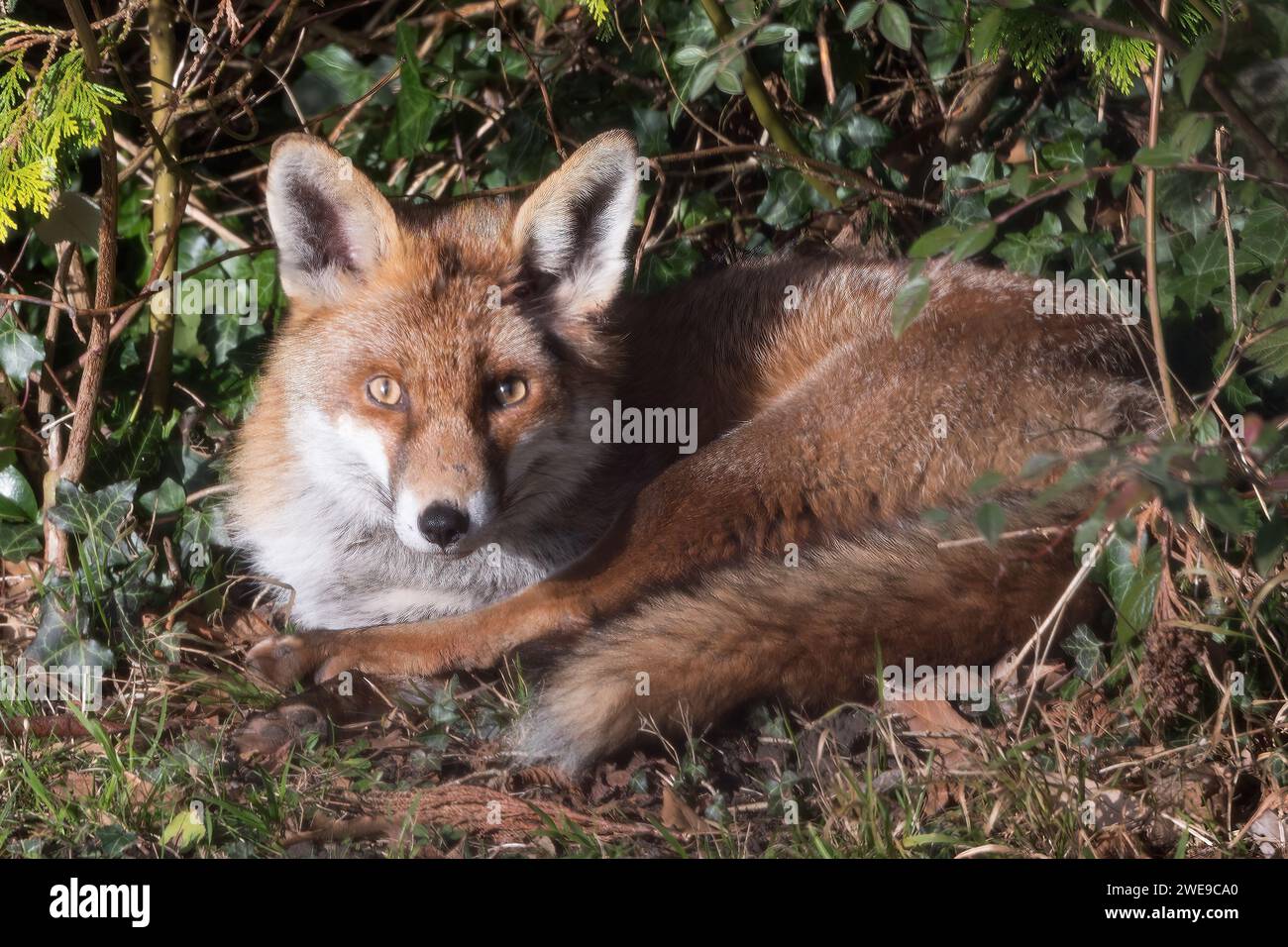 Renard roux couché au soleil d'hiver Banque D'Images