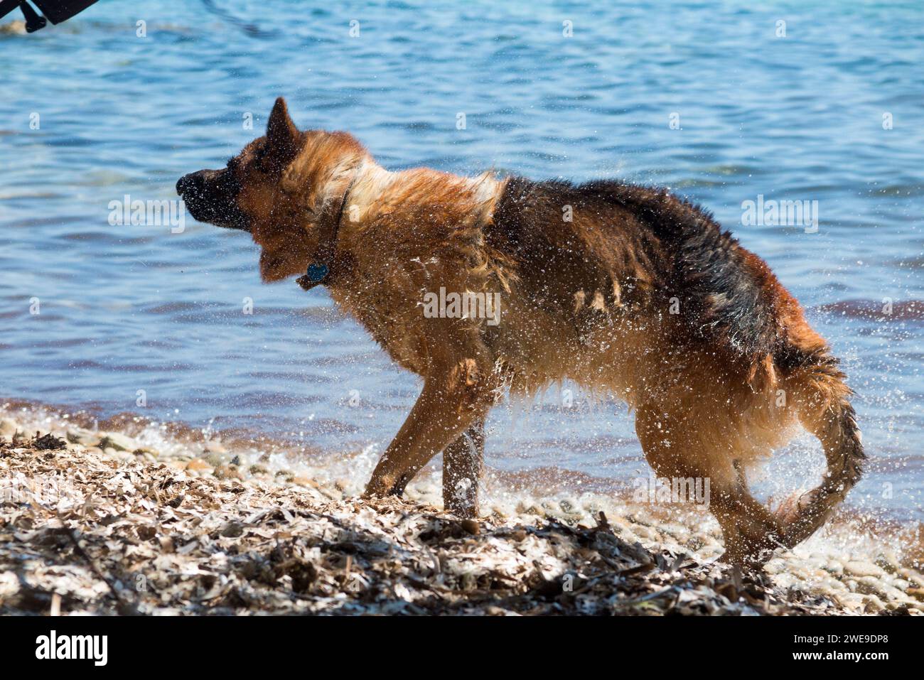 Grand berger allemand chien alsacien animal de compagnie de famille s'amusant sur la plage chaude par temps ensoleillé à l'Île Sainte-Marguerite / Île de Sainte Marguerite. France. (135) Banque D'Images