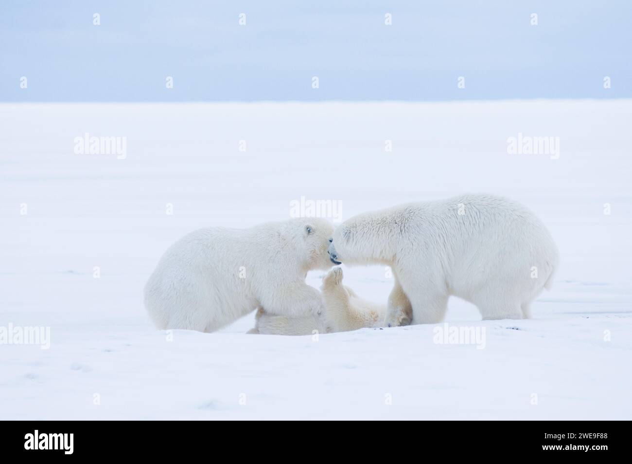 Les ours polaires Ursus maritimus les oursons jouant et voyageant à travers la banquise nouvellement formée pendant l'automne gelent 1002 ANWR Kaktovik Barter Island Alaska Banque D'Images
