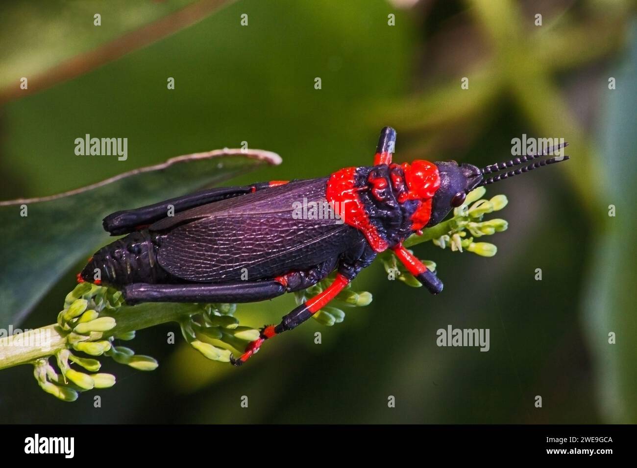 Koppie Foam Grasshopper (Dictyophorus spumans) 15305 Banque D'Images